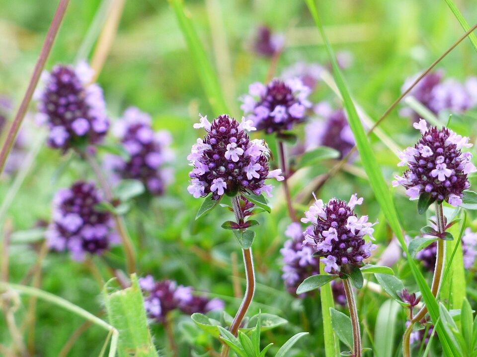 thyme plant for treating fungus