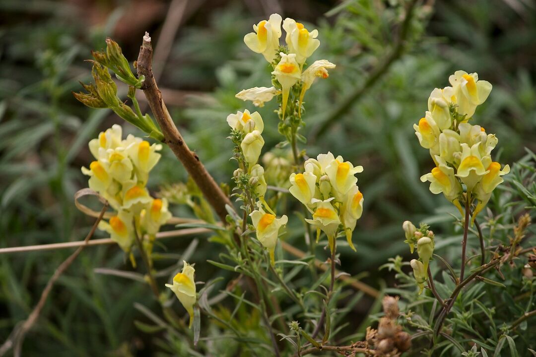 toadflax plant for treating fungus